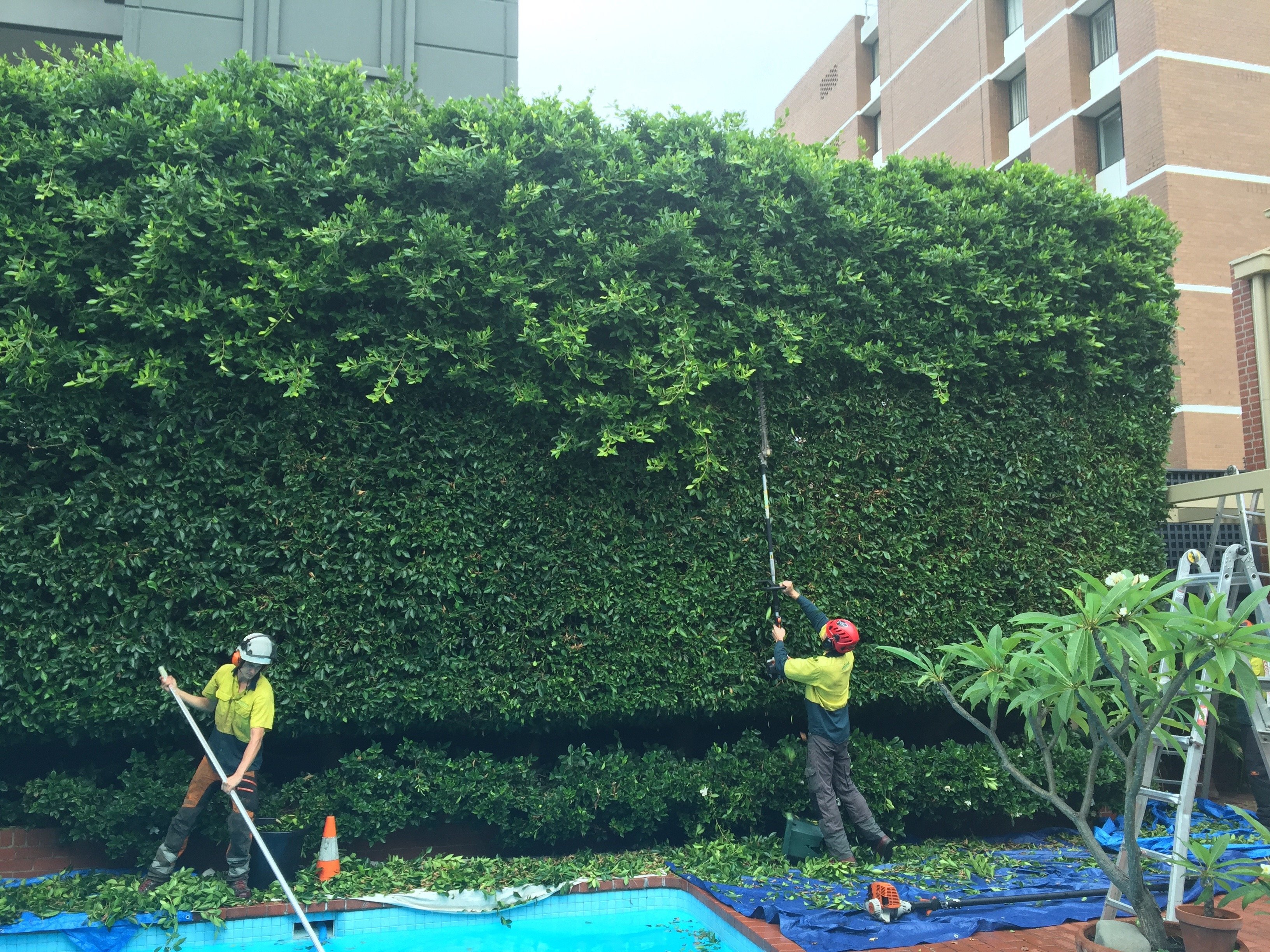 Tree Pruning Melbourne ArborCraft Tree Services
